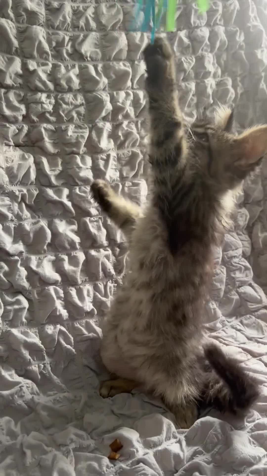 Maine Coon cats for sale: Maine coon kittens TICA registered  - Video 1