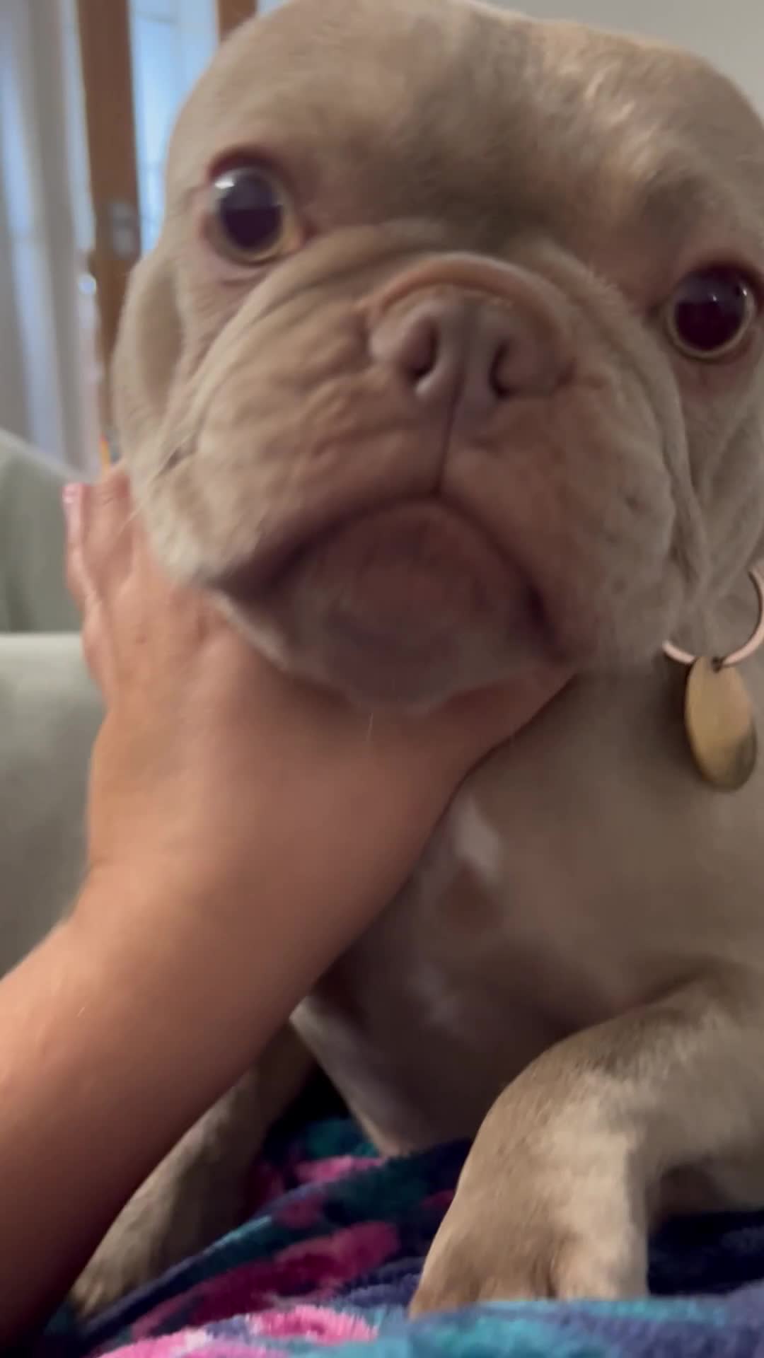 French Bulldog dogs for sale: Kc reg , PRADA tiny new shade Isabella frenchie  - Video 1