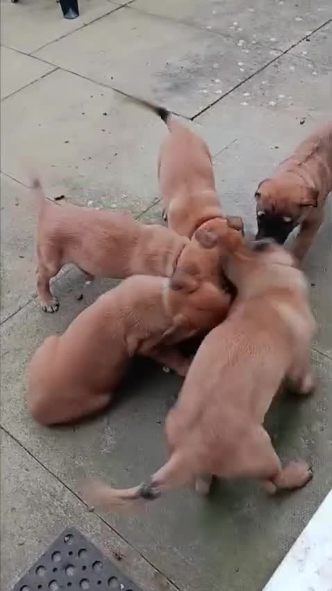 Belgian Shepherd Dog dogs for sale: Belgian Shepherd - Malinois  - Video 3