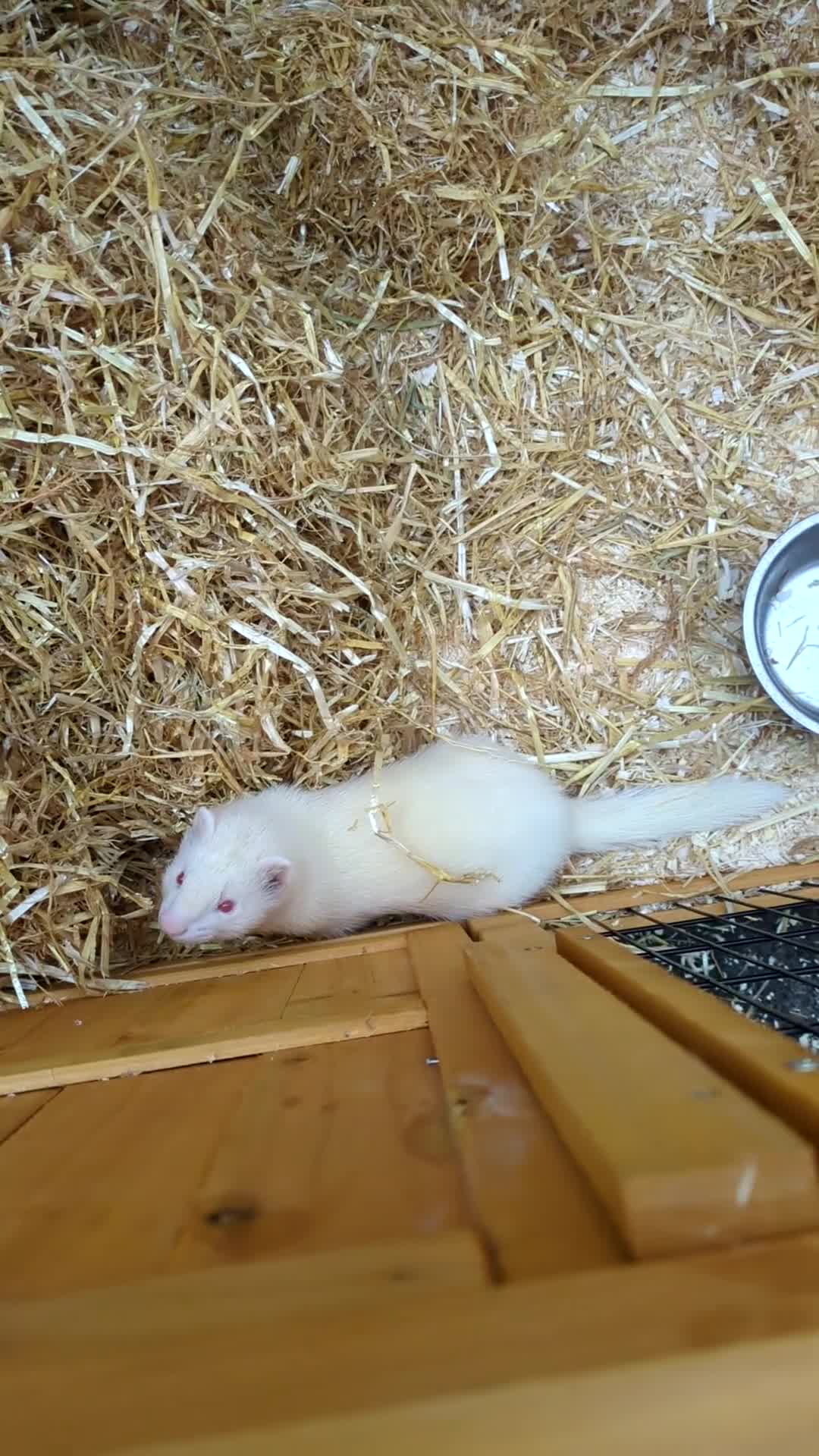 Ferret rodents for sale: Albino Ferret David Lister  - Video 2