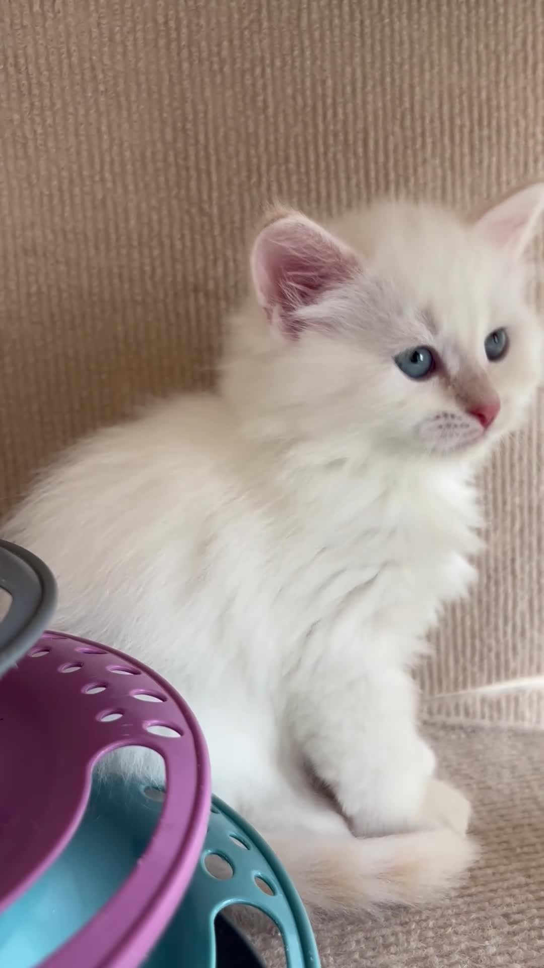 Siberian cats for sale: Beautiful Siberian kittens registered GCCF - Video 3
