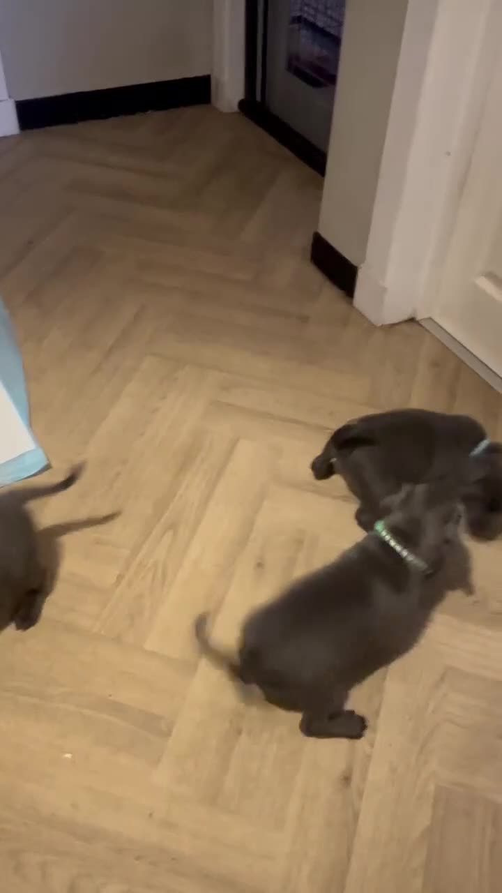 Staffordshire Bull Terrier dogs for sale: top kc pedigree Staffordshire bull terrier pups  - Video 1
