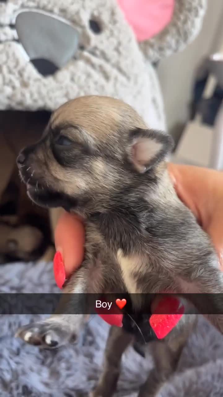 Chihuahua dogs for sale: Beautiful apple head puppies  - Video 3