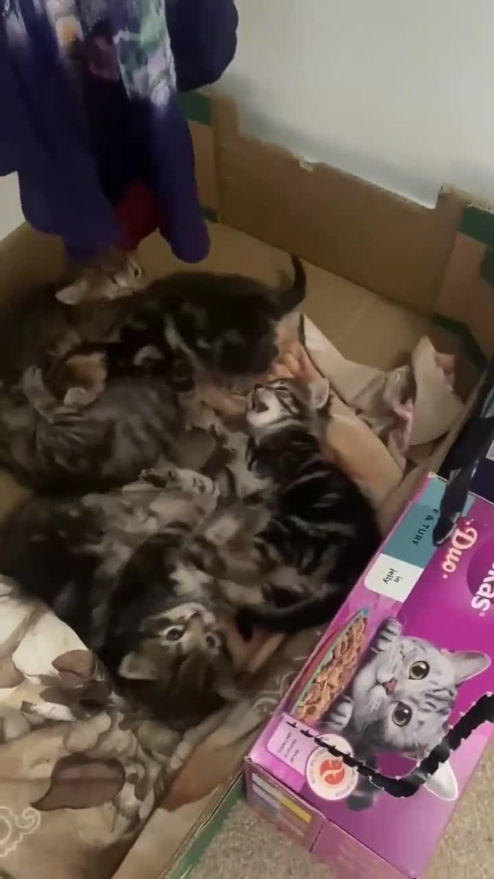 Mixed Breed cats for sale: Gorgeous tabby kittens (ONLY 1 LEFT) - Video 1