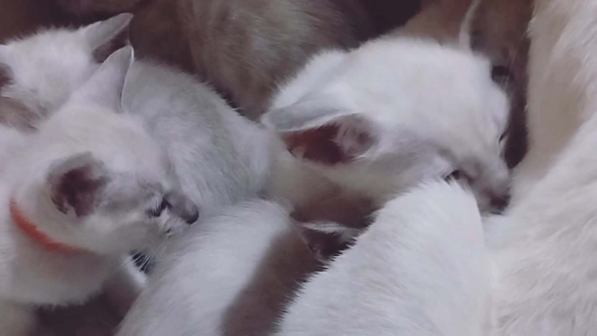 Siamese cats for sale: Absolutely EXCEPTIONAL Snow Kittens - Video 2
