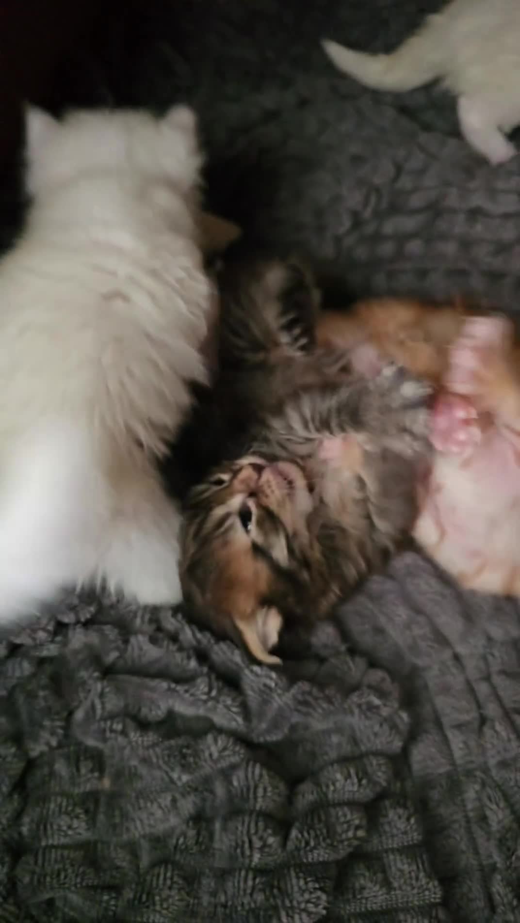 Mixed Breed cats for sale: Maine coon x kittens - Video 2