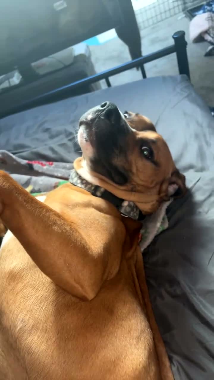 Mixed Breed dogs for sale: Rottweiler X Staffy for sale  in Shipley - Video 1