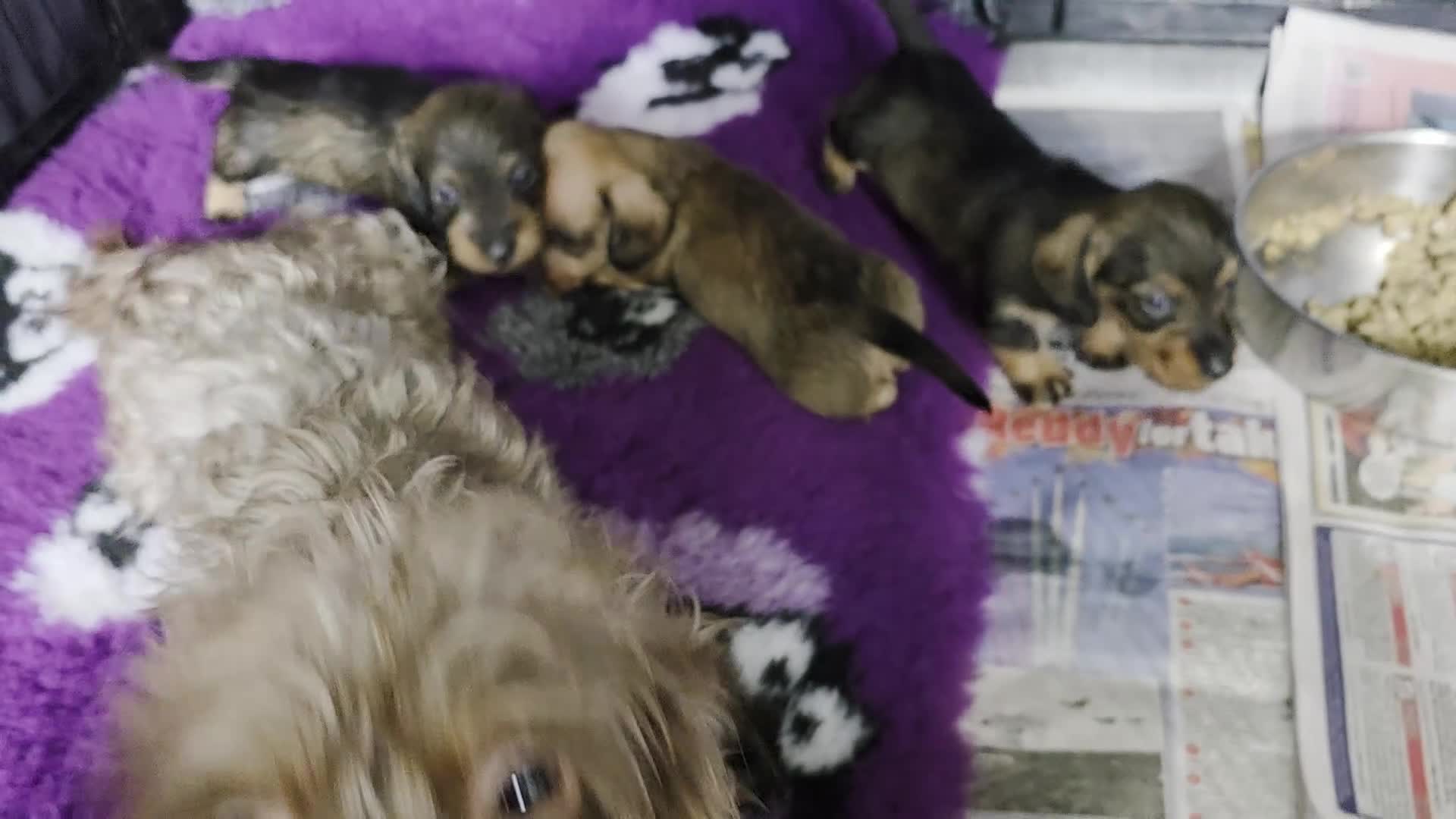 Miniature Dachshund dogs for sale: Wired haired miniature daschunds  - Video 2