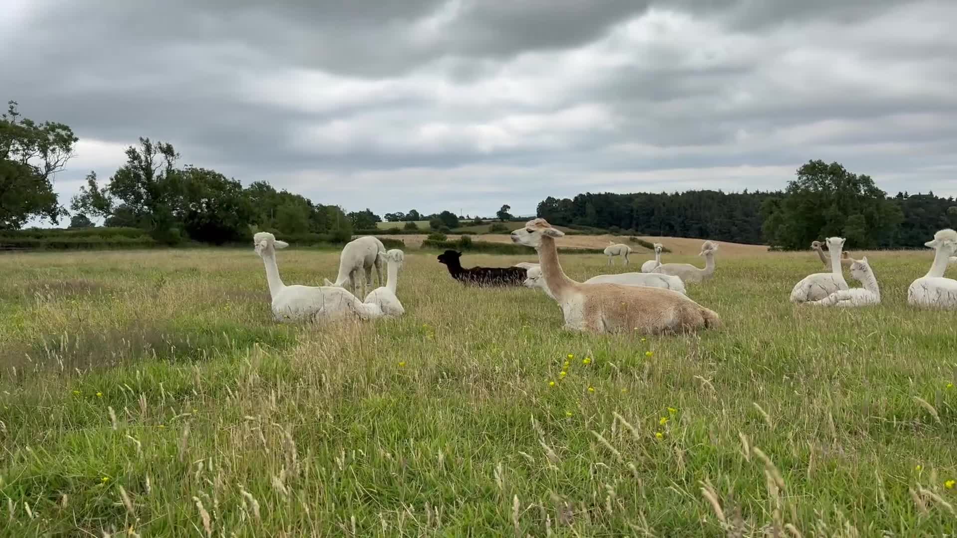 Alpaca livestock for sale: Alpacas | male and female herds available  in Ashbourne - Video 1