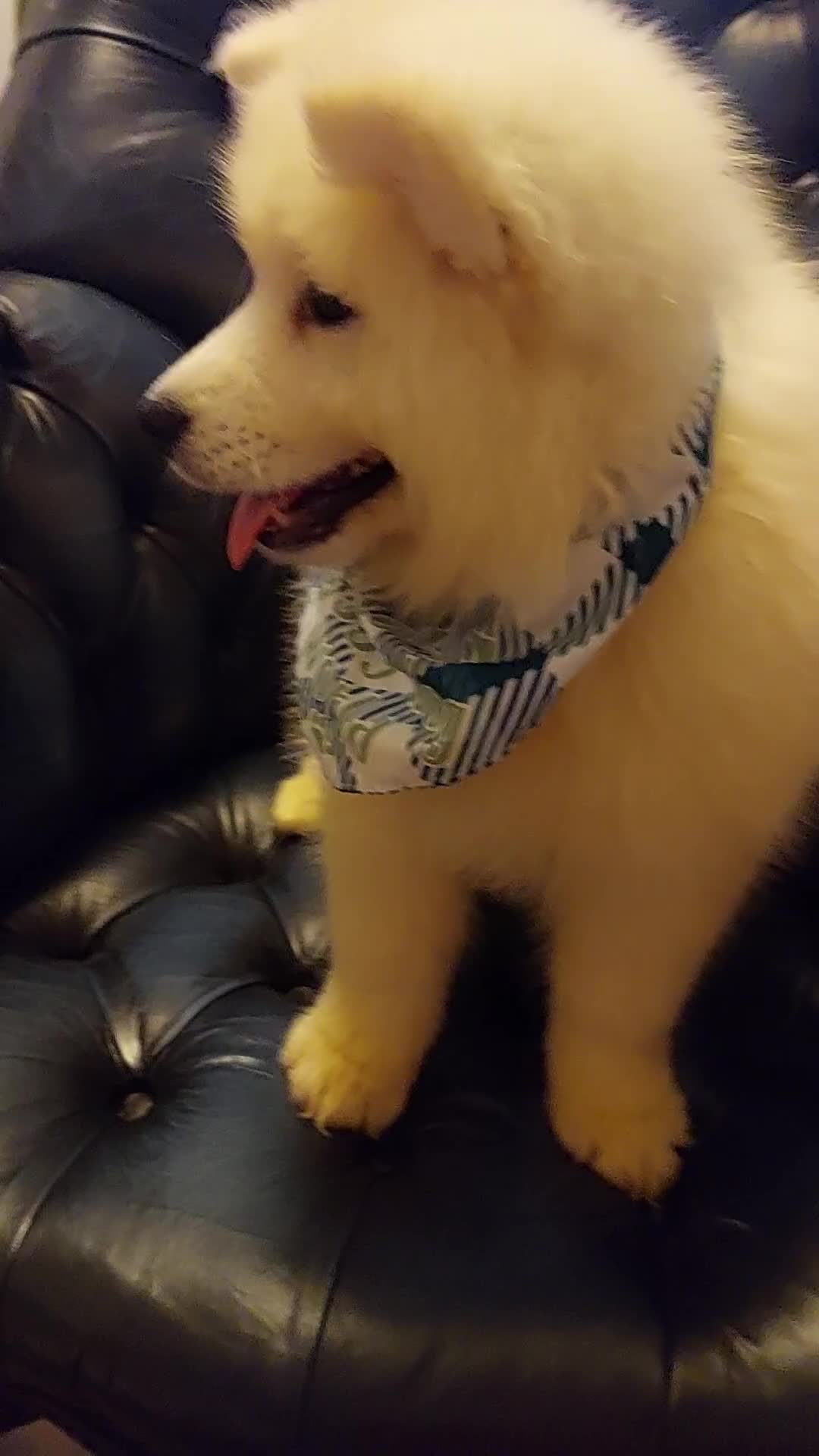 Samoyed dogs for sale: Samoyed puppies looking for the new loving  home - Video 2