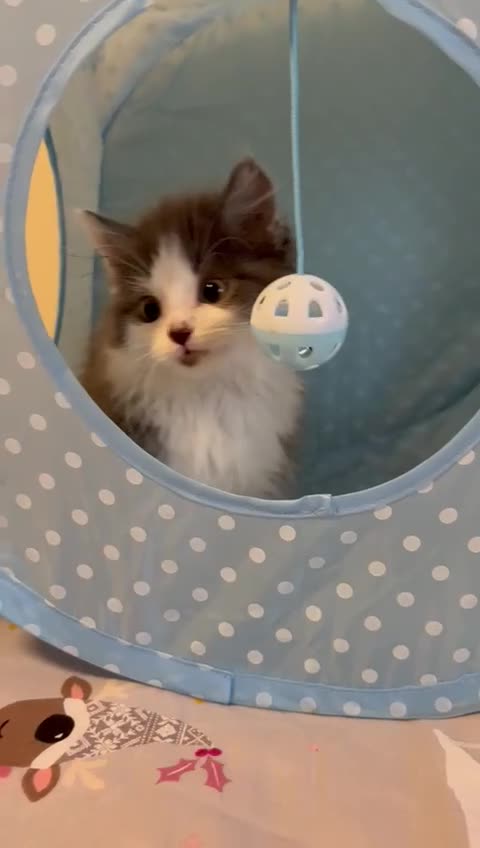 Ragdoll cats for sale: Ragdoll cross British Shorthair Kitten - Video 1