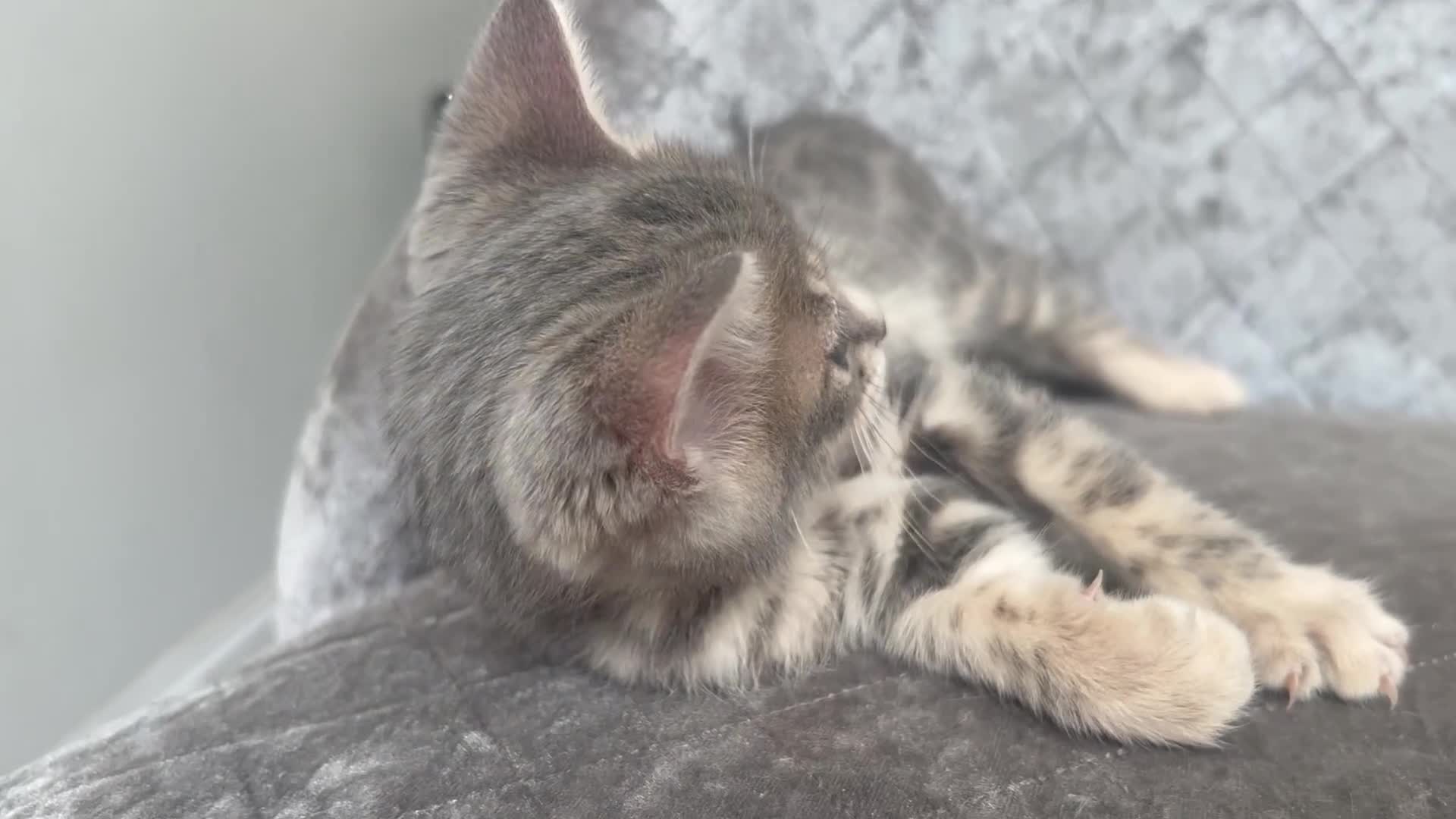 Bengal cats for sale: 💙 Beautiful Blue Bengal Female Kittens TICA Reg - Video 1
