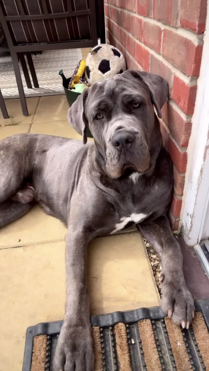 Neapolitan Mastiff dogs for stud: 🐾 STUD AVAILABLE 🐾 - Video 4