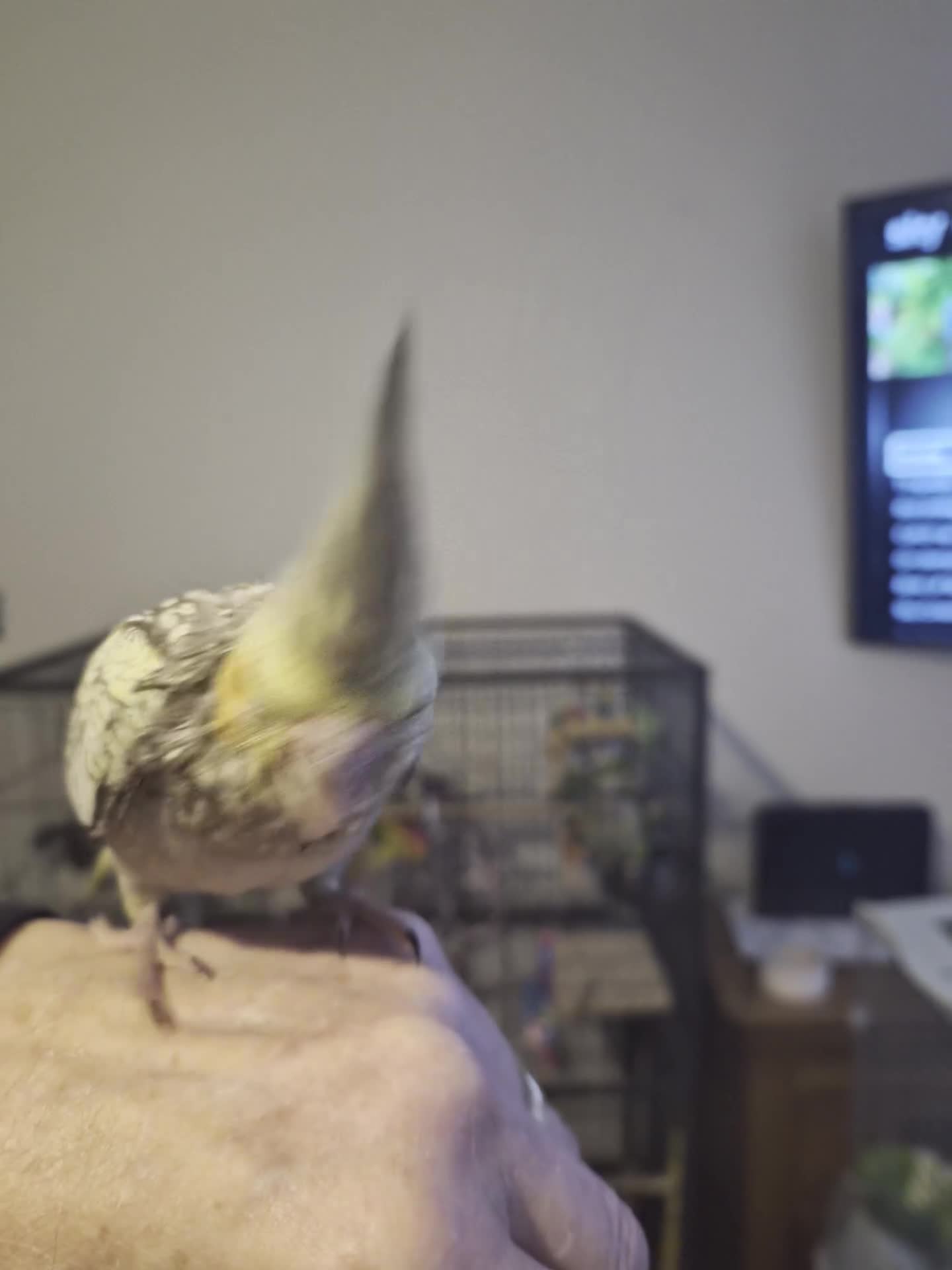 Cockatiels birds for sale: Handreared cockatiel  - Video 1