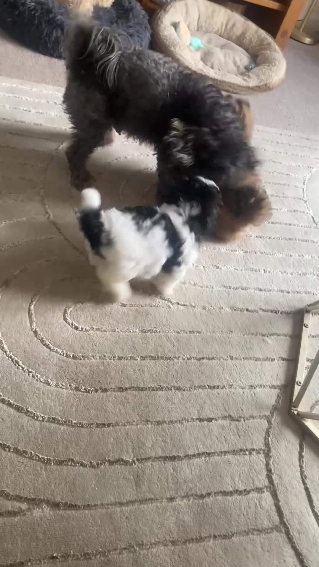 Shihpoo dogs for sale: Shih poo  - Video 1