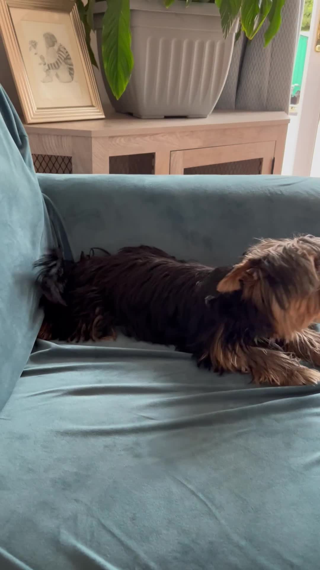 Yorkshire Terrier dogs for sale: MINI PEDIGREE YORKSHIRE TERRIER FOR SALE - Video 1