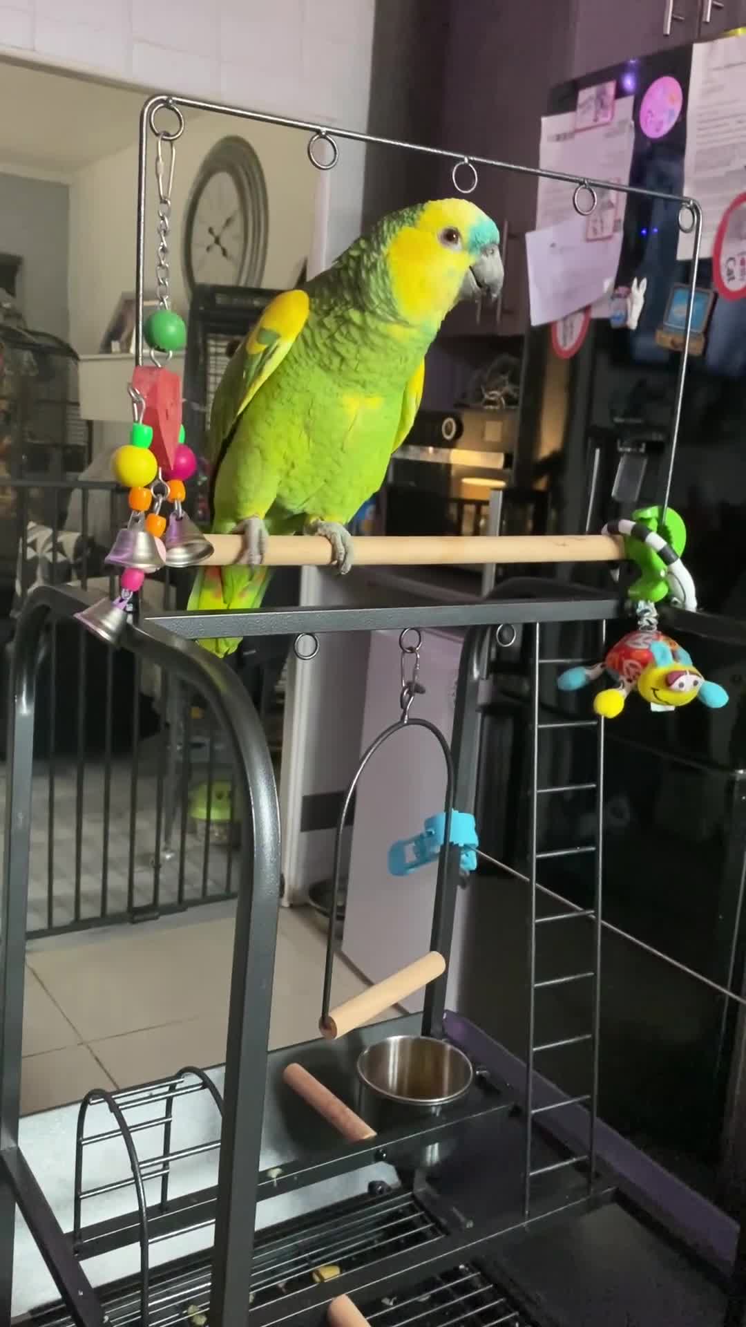 Parrots birds for sale: Amazing parrot - Video 1