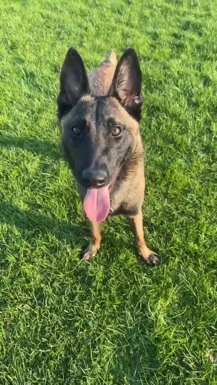 Belgian Shepherd Dog dogs for sale: Belgian Malinois - Whiskey - Video 3