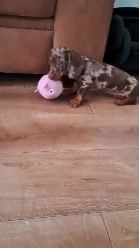 Dachshund dogs for sale: Dapple male dachshund 10 weeks old  - Video 1