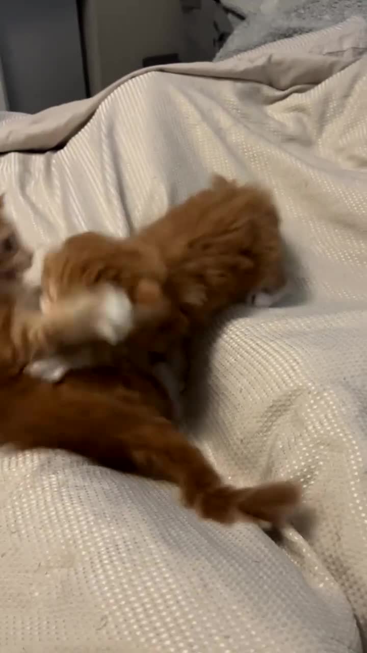 Maine Coon cats for sale: Maine Coon Kittens  - Video 1