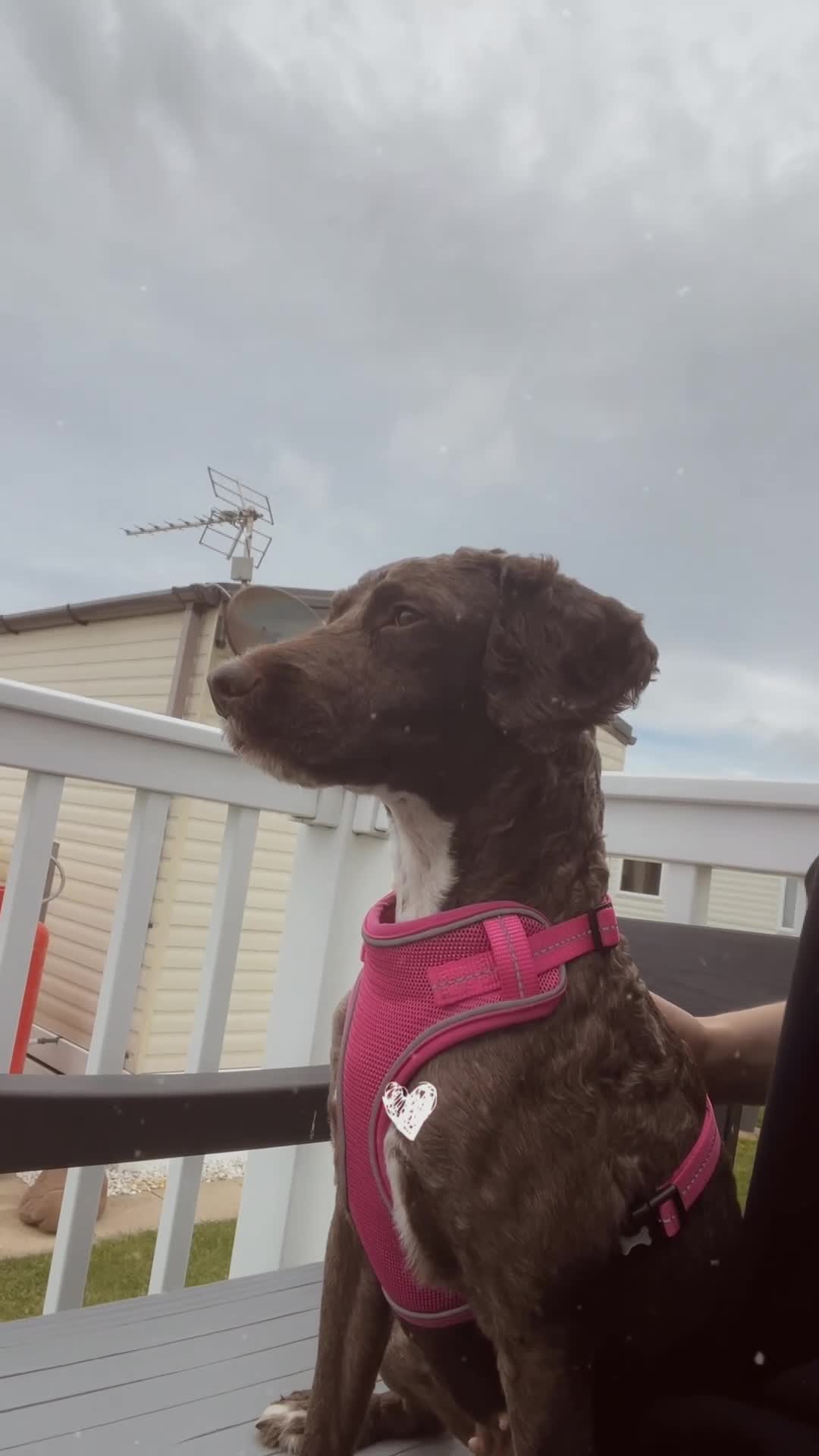 Cockapoo dogs for sale: Female cockerpoo  in Luton - Video 1