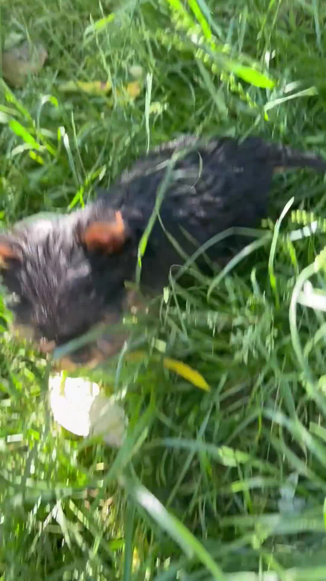 Yorkshire Terrier dogs for sale: Beautiful KC Registered Yorkshire Terrier Males - Video 1