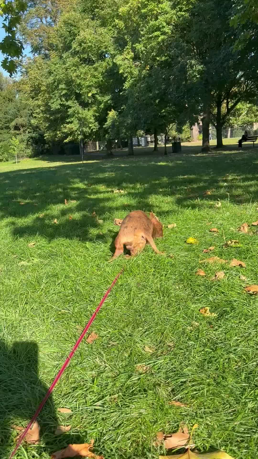 Dachshund dogs for stud: Standard Dachshund – Stud Available - Video 1