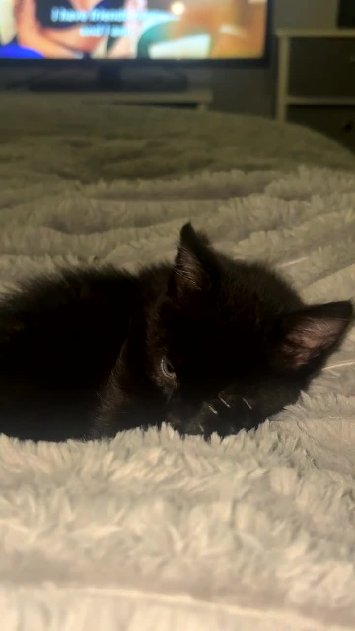 Mixed Breed cats for sale: Black Kitten  - Video 2
