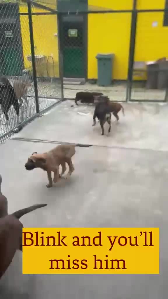 Mixed Breed dogs for adoption: Kevin, 11 months approx. Available for adoption. - Video 1