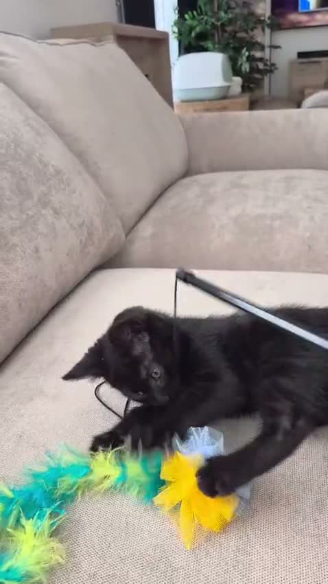 Mixed Breed cats for sale: Meet Theo – 11-Week-Old Black Kitten  - Video 1