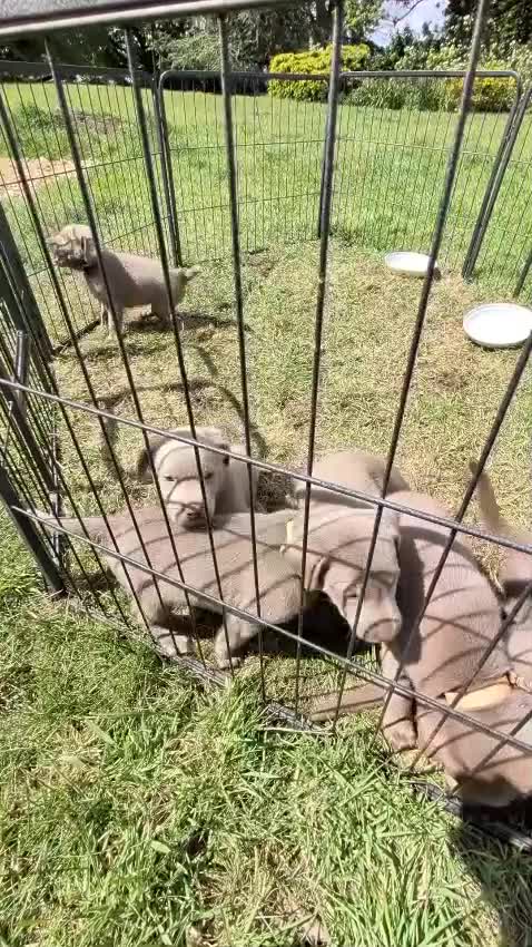 Labrador Retriever dogs for sale: Gorgeous Silver Labrador Puppies - home reared  - Video 1
