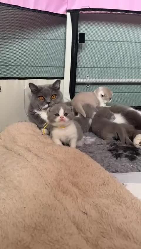 British Shorthair cats for sale: British short hair kittens for sale  - Video 2