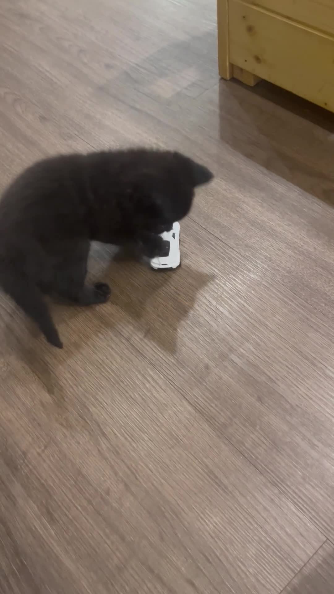 Mixed Breed cats for sale: 5 beautiful kittens, mix of black and tabby  - Video 1