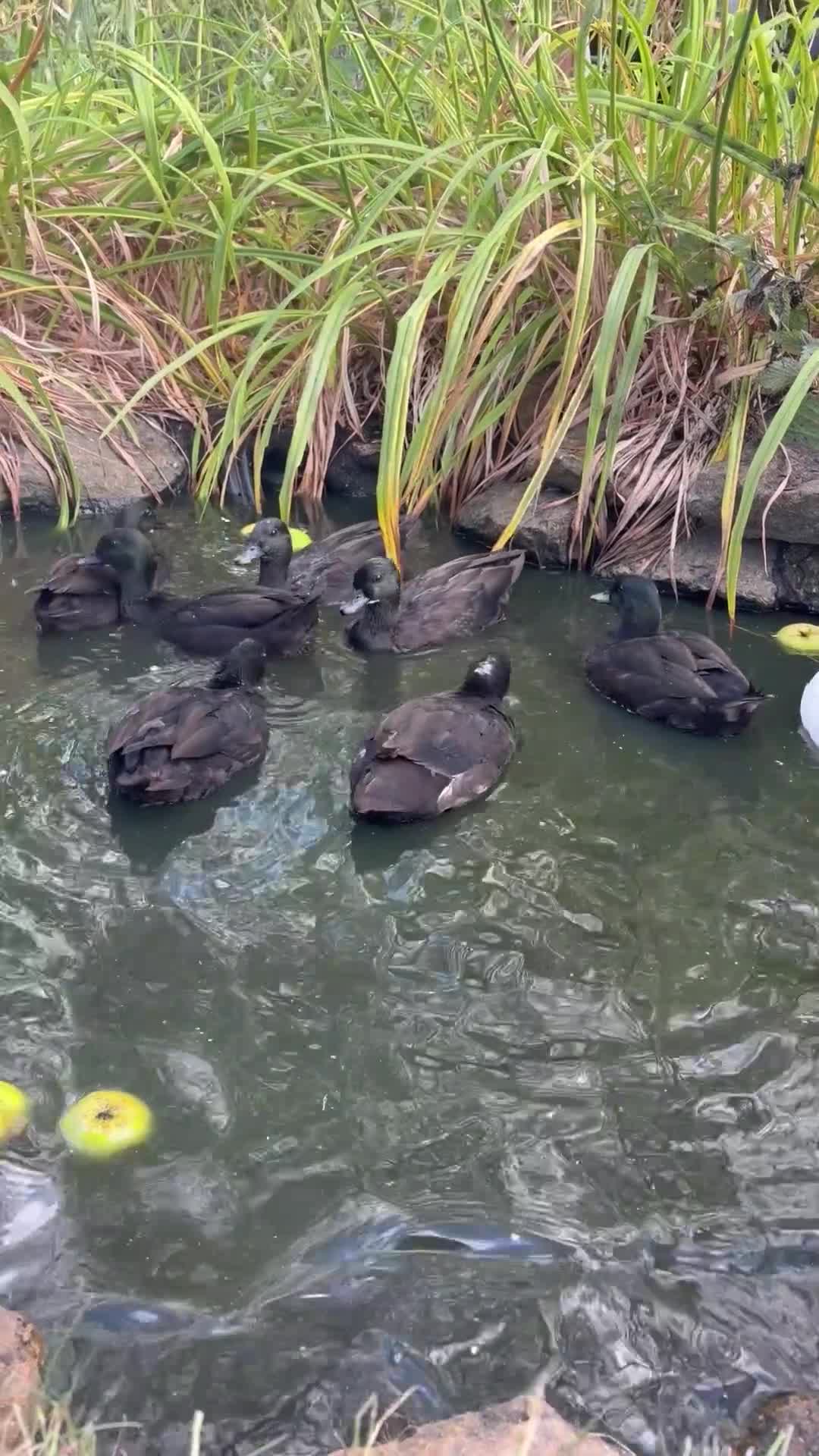 Ducks poultry for sale: Black Call duck drakes - Video 1