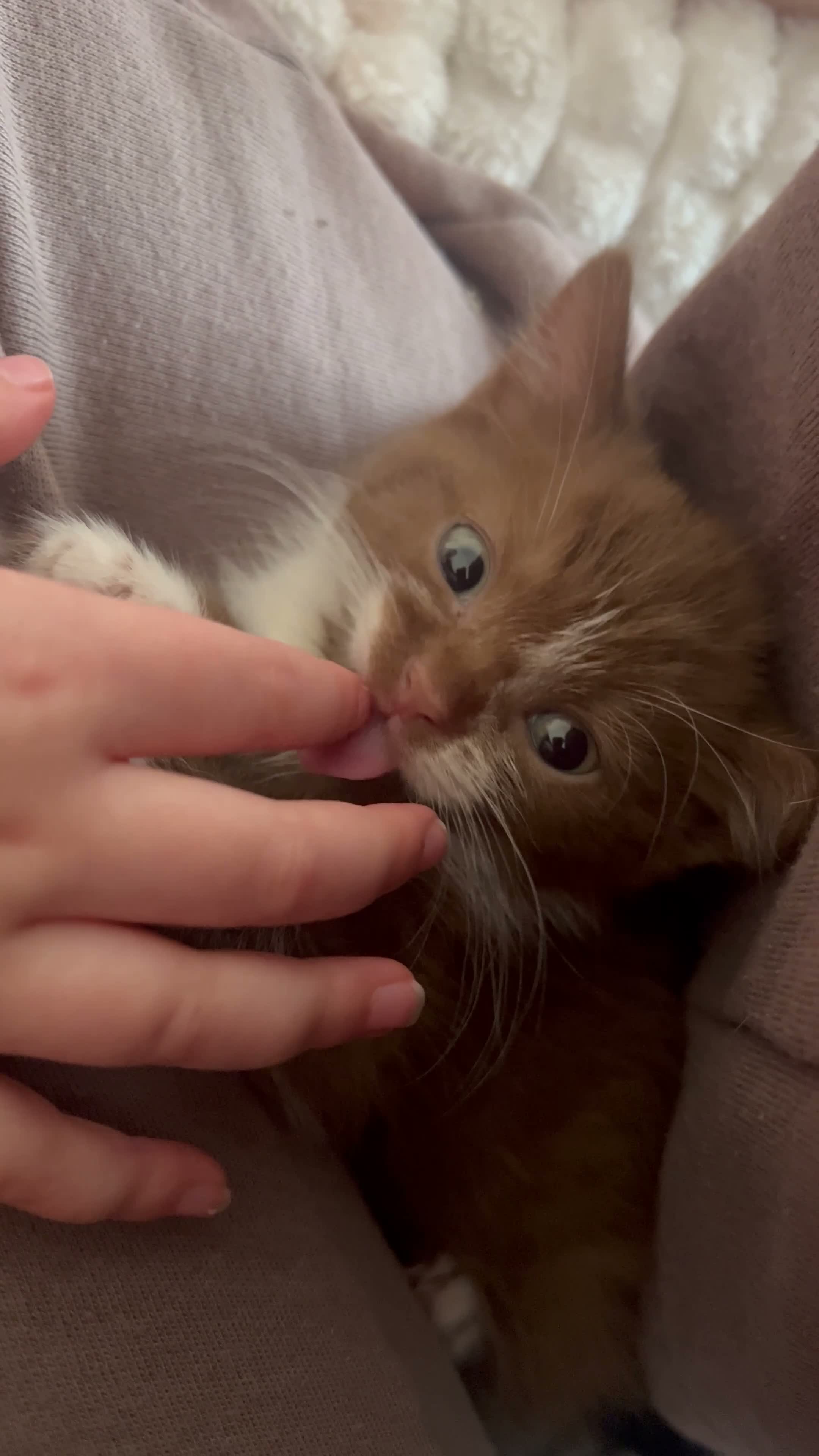 Mixed Breed cats for sale: British Shorthair / Mongrel kittens  - Video 1