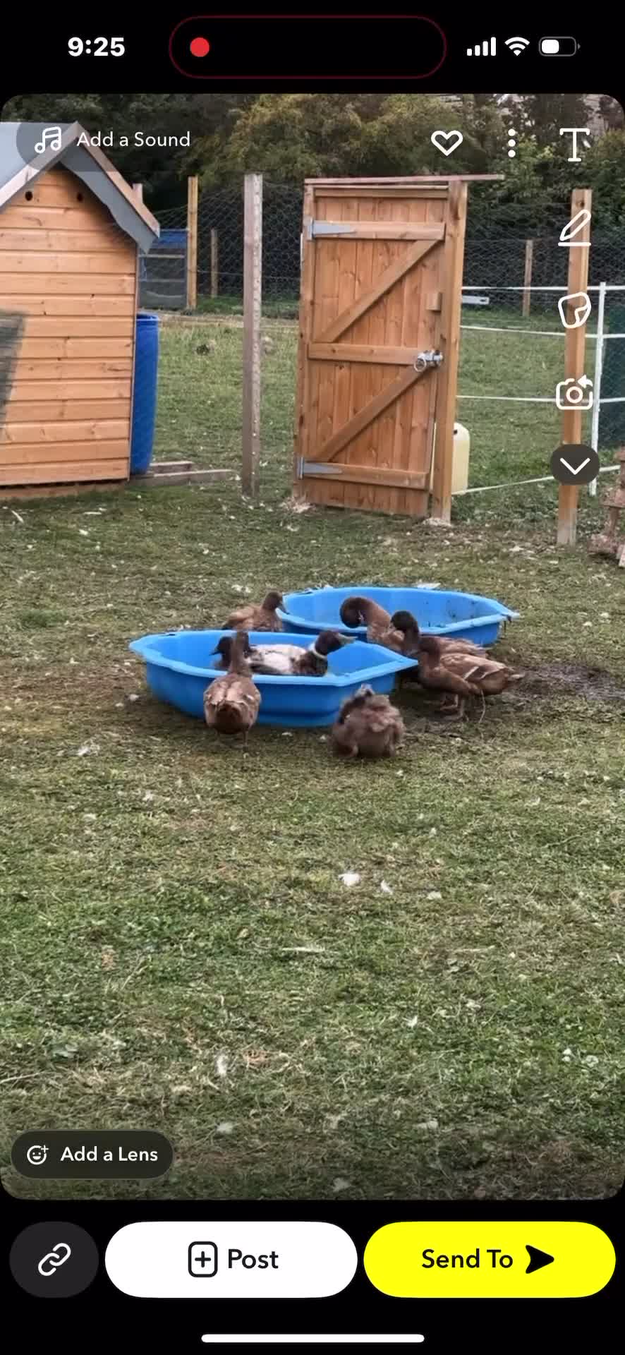 Mixed Breed livestock for sale: Ducks - Video 2