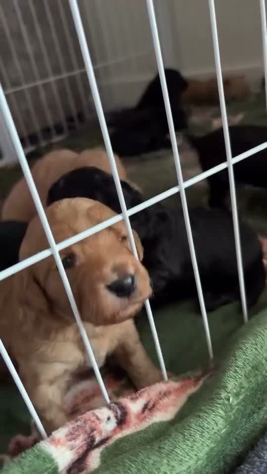 Cockapoo dogs for sale: Cockapoo Puppies  - Video 2