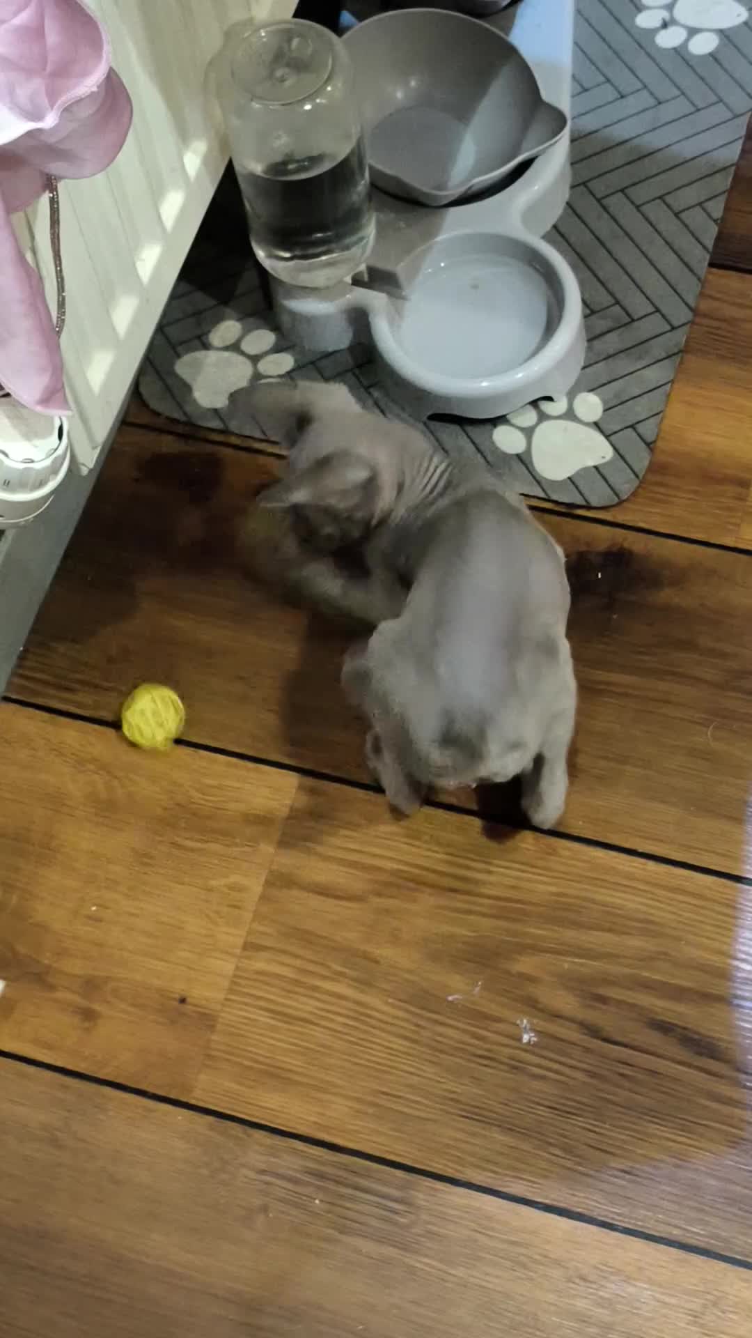 Sphynx cats for sale: *LAST ONE* Gorgeous Sphynx Girl - 12 Weeks Old - Video 1
