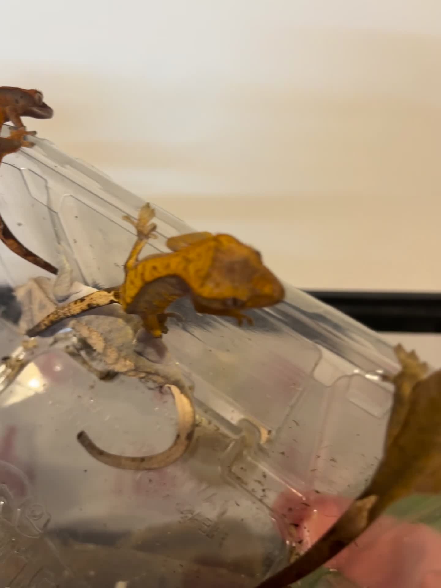 Gecko reptiles for sale: Crested gecko babies for sale  - Video 1