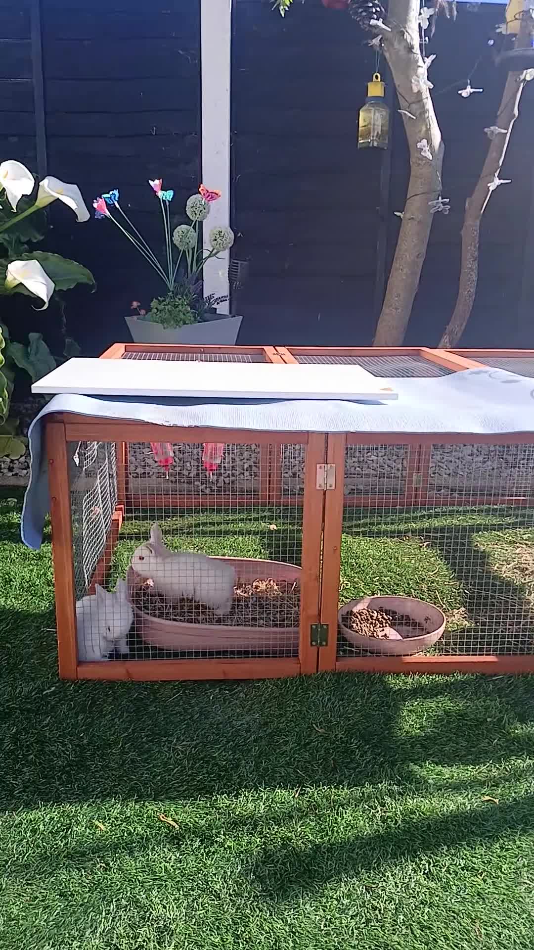 Mixed Breed rabbits for sale: White Albino Mini lops 2 girls and 1 boy left - Video 2