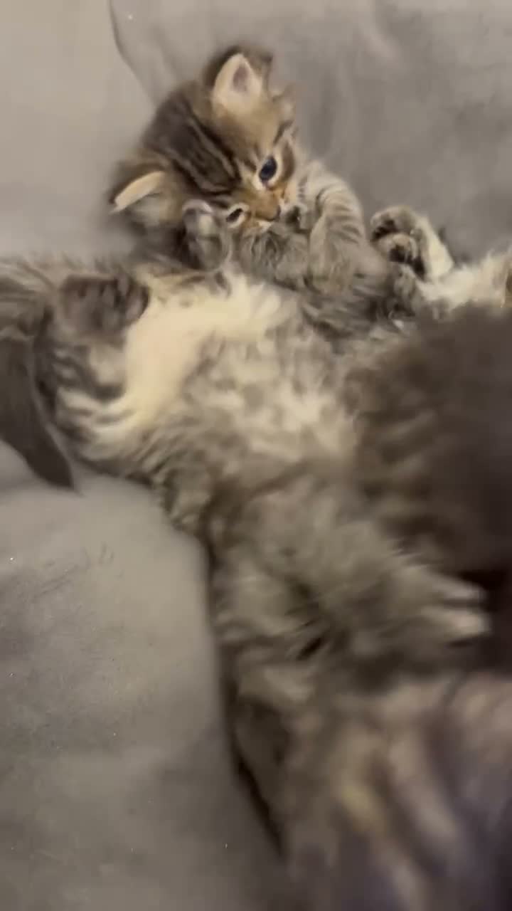 Ragcoon cats for sale: 8 RAGDOL X MAINCOON KITTENS🐱 - Video 3