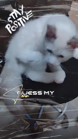 Maine Coon cats for sale: Adorable Maine Coon x Ragdoll Kittens - Video 1
