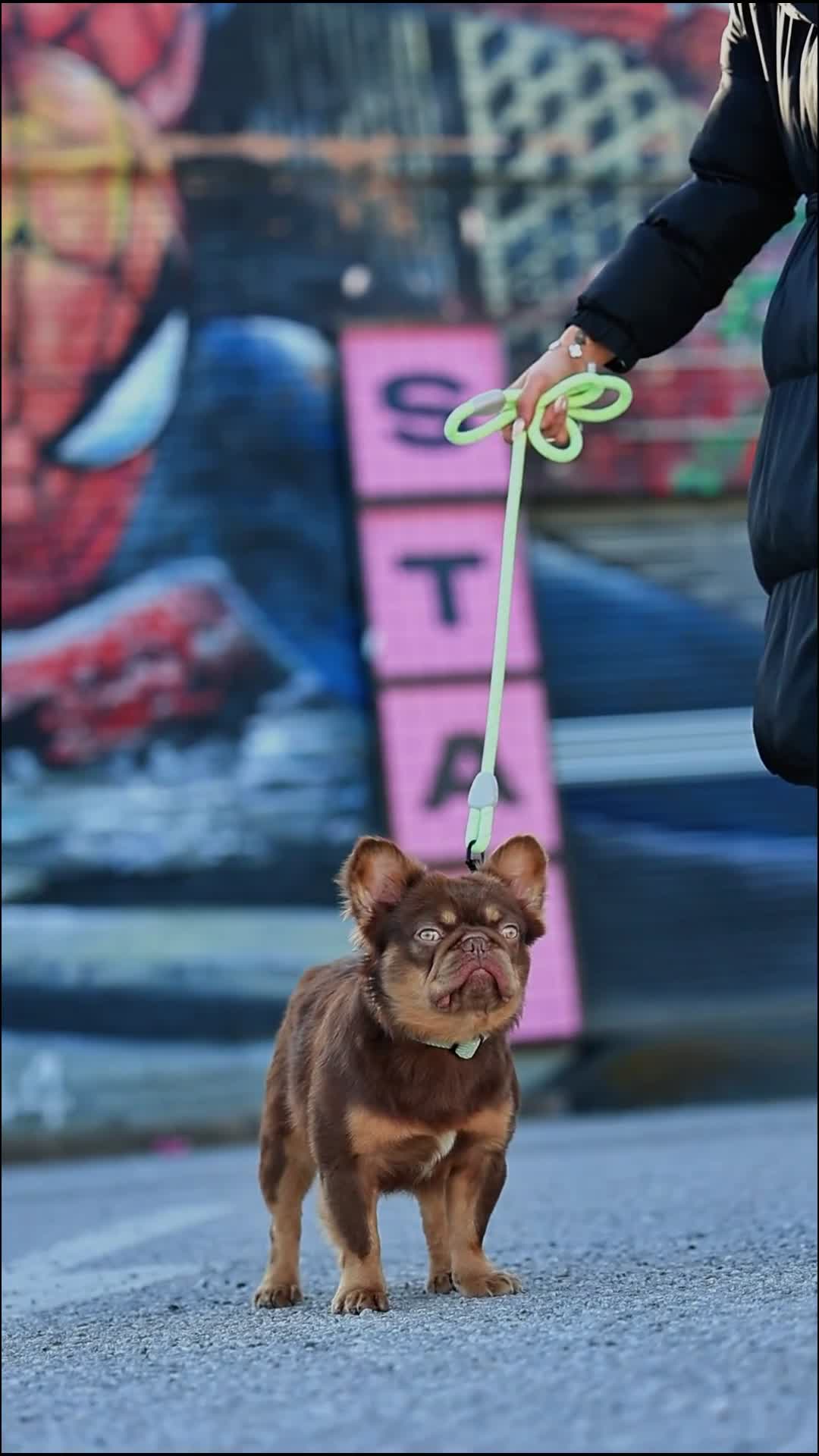 French Bulldog dogs for stud: 🐻 PACO 🐻 NEWSHADE ROJO TAN FLUFFY PINK CARRIER in Nottingham - Video 1