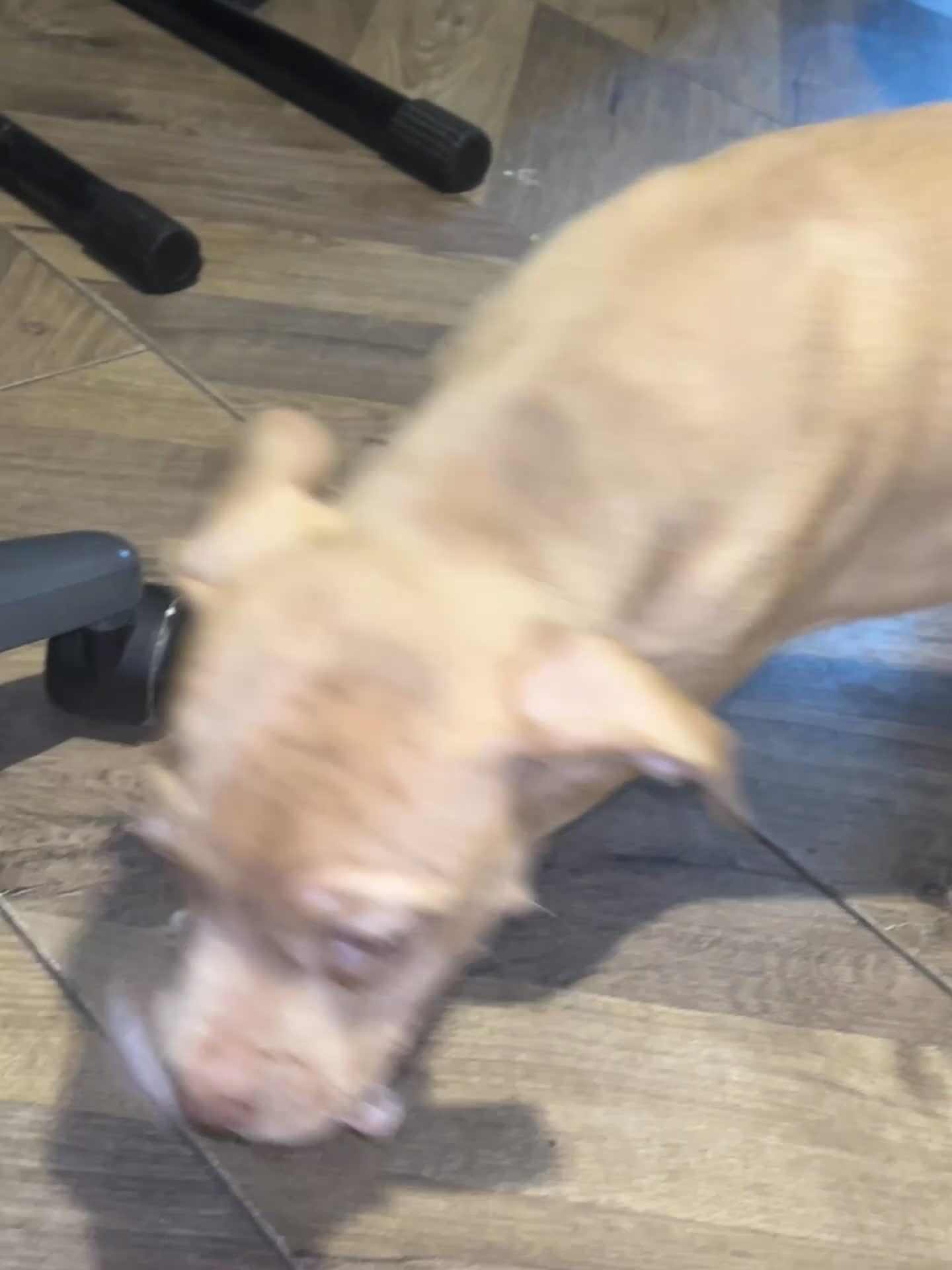 Mastiff dogs for sale: Mastiff X Puppies Looking for Forever Homes - Video 5