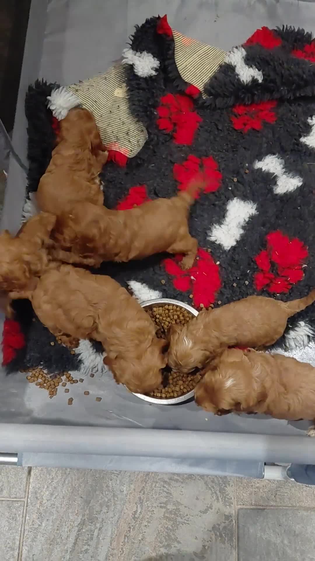 Cockapoo dogs for sale: Stunning Fox Red Cockapoo  - Video 2