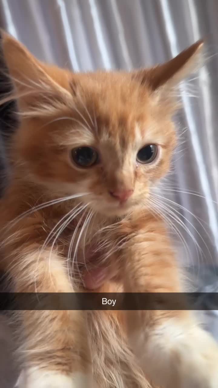 British Longhair cats for sale: 5 beautiful kittens for sale - Video 1