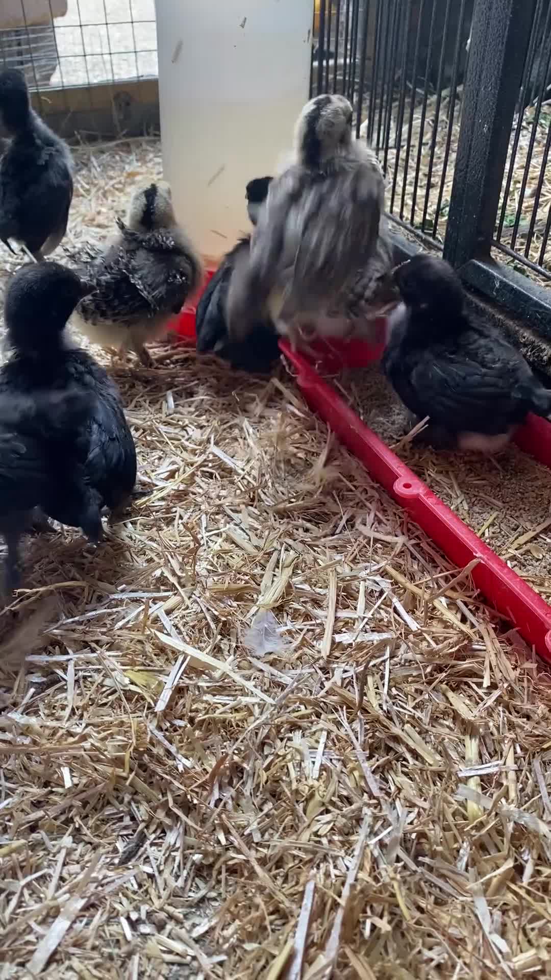 Chickens poultry for sale: Pekin bantam chicks for sale   - Video 1
