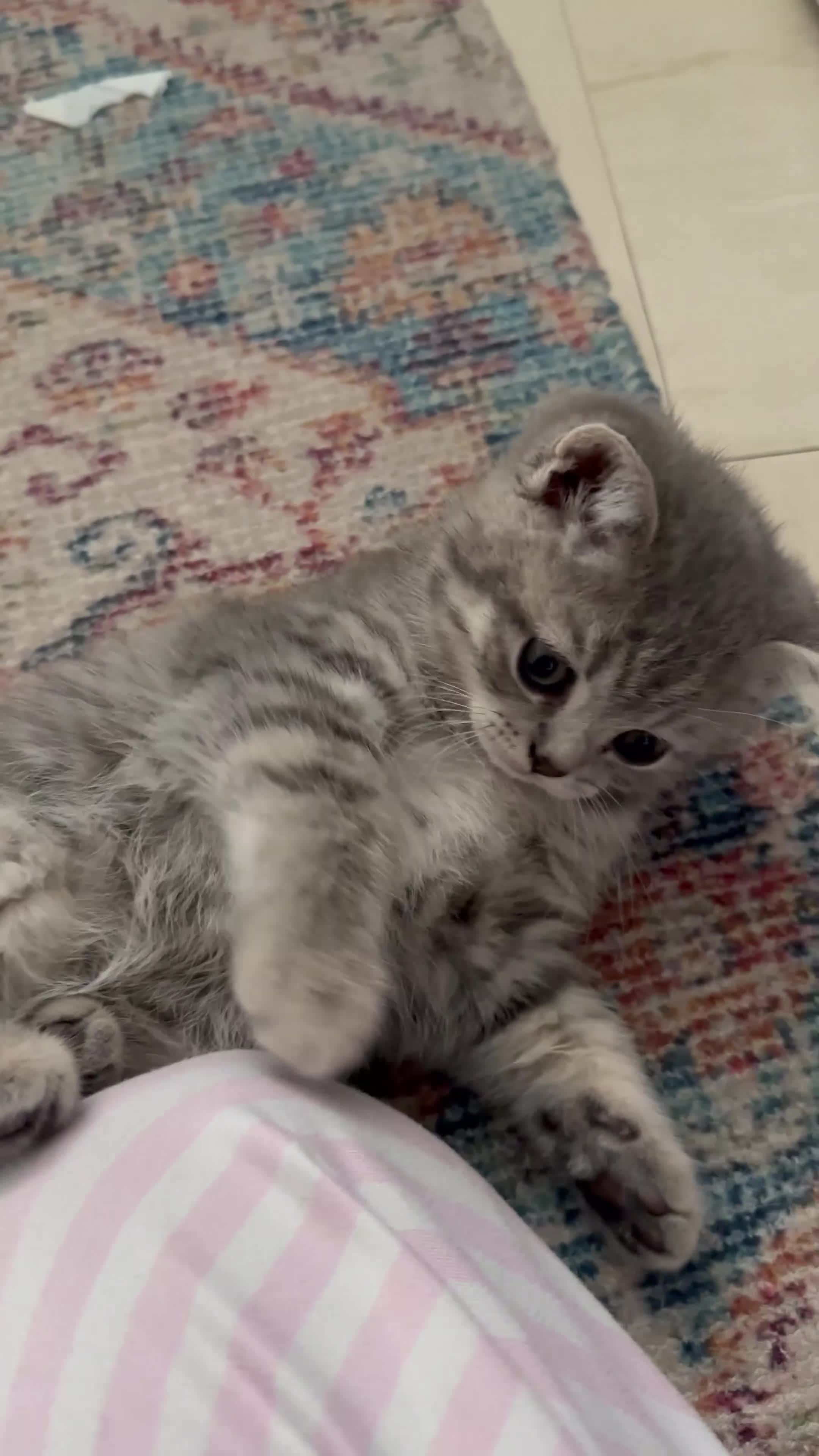 Scottish Fold cats for sale: 5 Kittens Scottish Fold - Video 5
