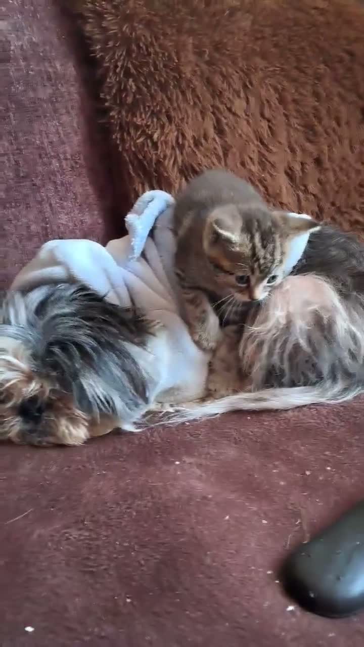 British Shorthair cats for sale: Kiwi and Guava - Video 4