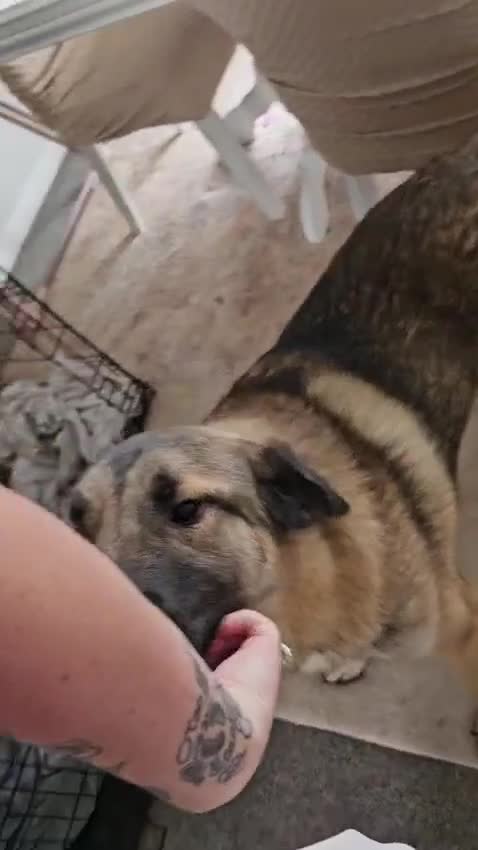 Mixed Breed dogs for sale: Handsome Bob - Video 3